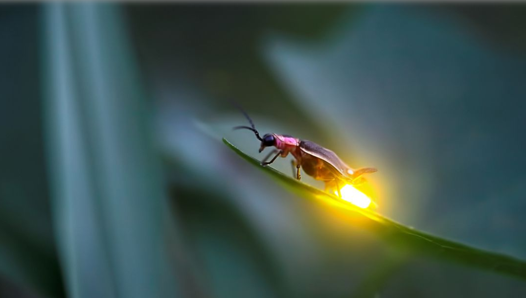 'Alitaptap' Or Fireflies Are In Midst Of Facing Extinction