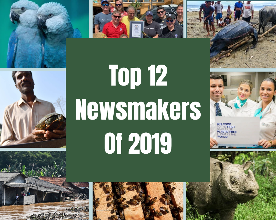 Top 12 Environmental News Of Year 2019