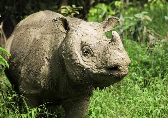 NEWS: Malaysia's Last Male Sumatran Rhino Dies