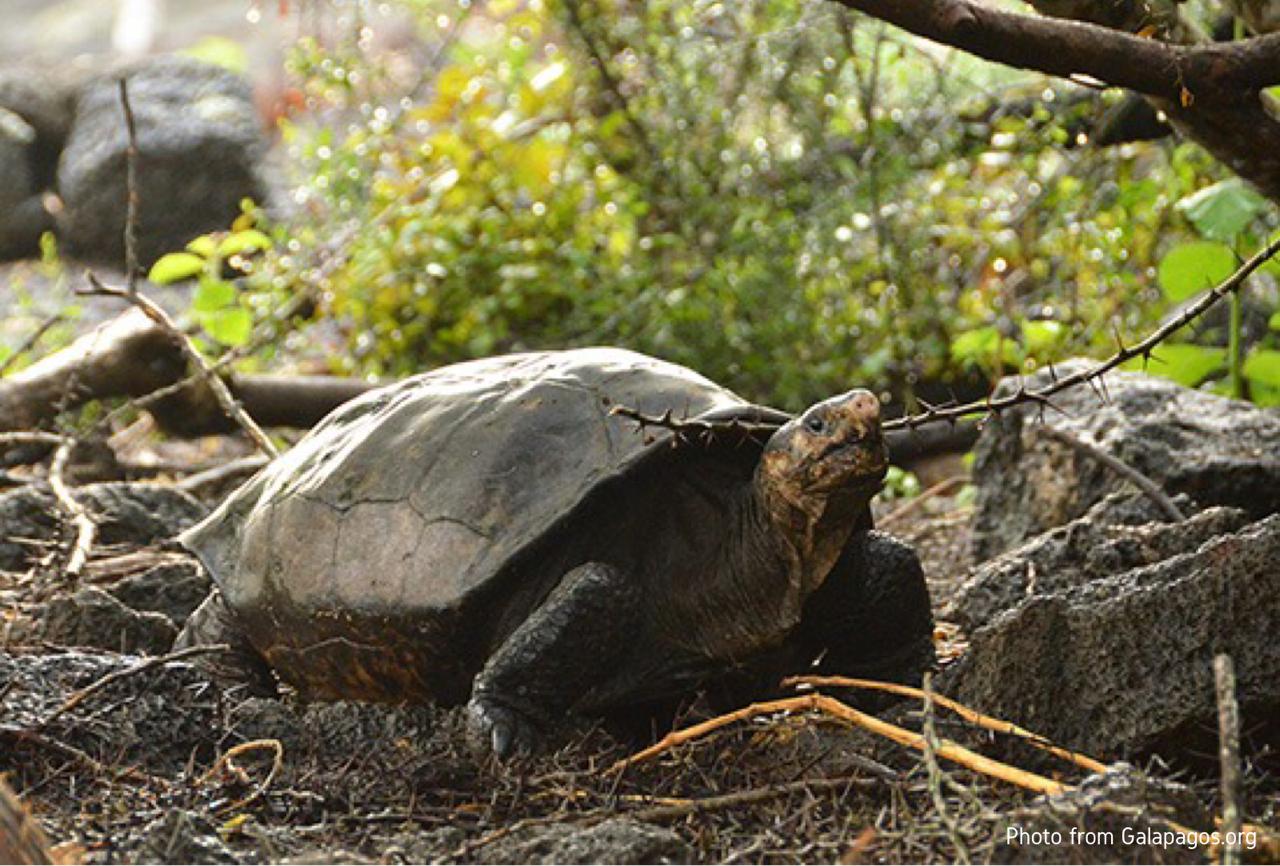 NEWS: Extinct Tortoise Found After 113 Years