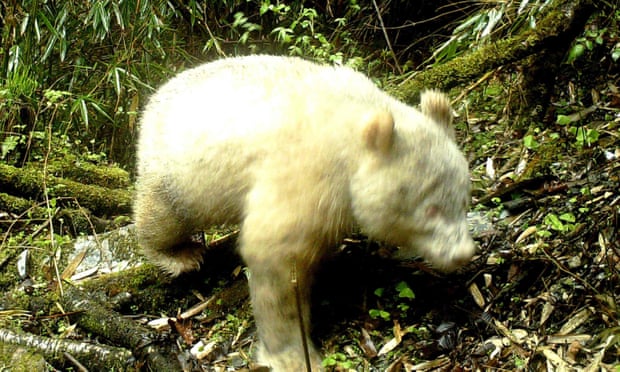 NEWS: World's First Photo of an Albino Panda