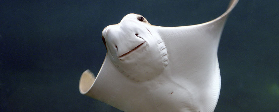 WATCH: School of Cownose Ray Caught on Drone