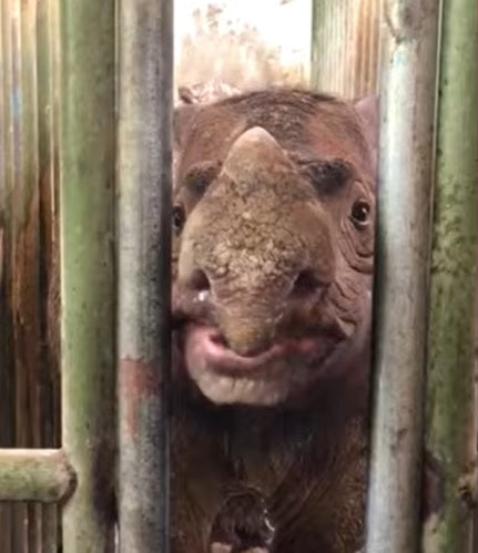 NEWS: The Sumatran Rhino Is Now Extinct