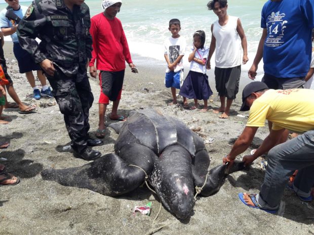 NEWS: Giant Leatherback Sea Turtle Found Dead Along Philippine Shores