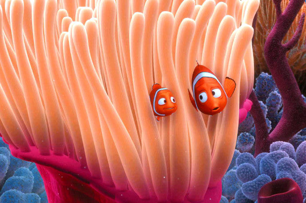 Saying Goodbye To Nemo: Clownfish Might Be Extinct Soon