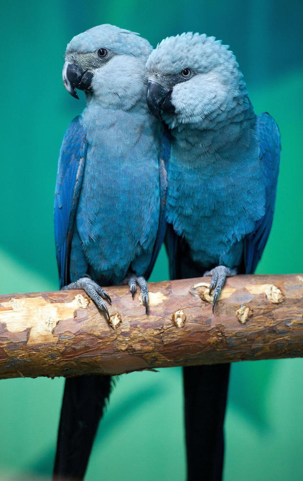 NEWS: Spix Macaw is officially extinct